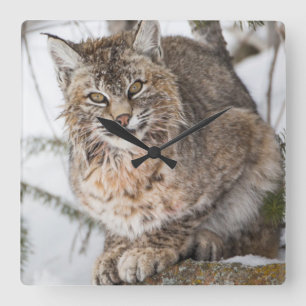 VS, Wyoming, Yellowstone National Park, Bobcat Vierkante Klok