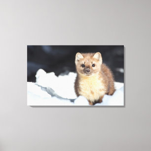 VS, Wyoming, Yellowstone National Park Canvas Afdruk