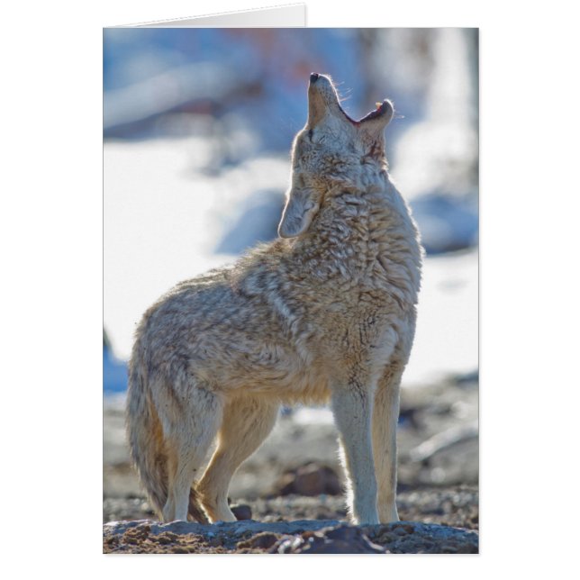 VS, Wyoming, Yellowstone National Park, Coyote (Voorkant)
