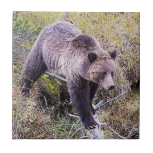 VS, Wyoming, Yellowstone National Park, Grizzly 1 Tegeltje