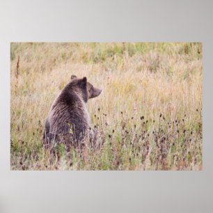 VS, Wyoming, Yellowstone National Park, Grizzly 2 Poster
