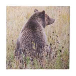 VS, Wyoming, Yellowstone National Park, Grizzly 2 Tegeltje