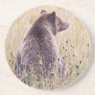 VS, Wyoming, Yellowstone National Park, Grizzly 2 Zandsteen Onderzetter