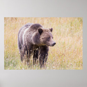 VS, Wyoming, Yellowstone National Park, Grizzly 3 Poster