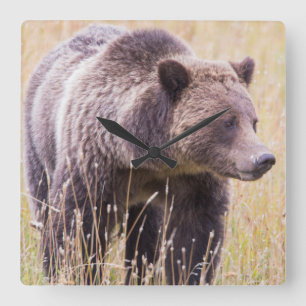 VS, Wyoming, Yellowstone National Park, Grizzly 3 Vierkante Klok