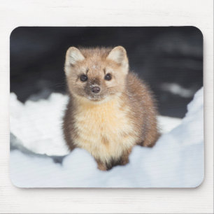 VS, Wyoming, Yellowstone National Park Muismat