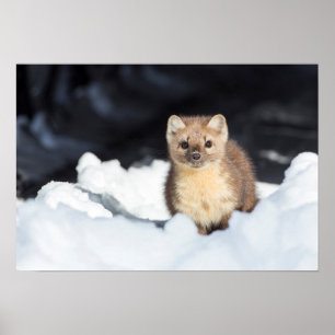 VS, Wyoming, Yellowstone National Park Poster