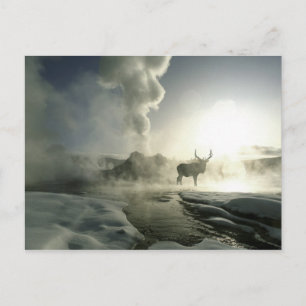 VS, Wyoming, Yellowstone National Park. Zonsopgang Briefkaart