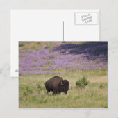 VS, Zuid Dakota, Amerikaans bizon (Bison bison) Briefkaart (Voorkant / Achterkant)