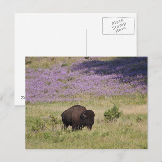 VS, Zuid Dakota, Amerikaans bizon (Bison bison) Briefkaart (Voorkant / Achterkant)