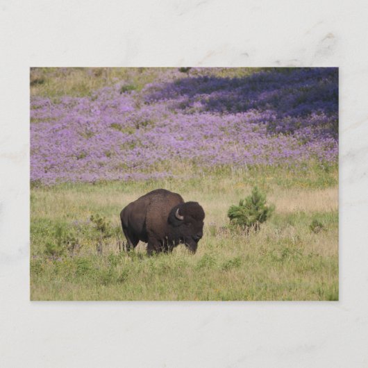 VS, Zuid Dakota, Amerikaans bizon (Bison bison) Briefkaart (Voorkant)