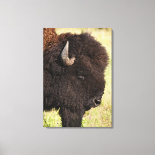 VS, Zuid Dakota, Amerikaans bizon (Bison bison) Canvas Afdruk