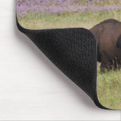 VS, Zuid Dakota, Amerikaans bizon (Bison bison) Muismat (Hoek)