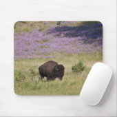VS, Zuid Dakota, Amerikaans bizon (Bison bison) Muismat (Met muis)