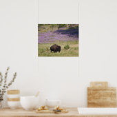 VS, Zuid Dakota, Amerikaans bizon (Bison bison) Poster (Keuken)