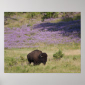 VS, Zuid Dakota, Amerikaans bizon (Bison bison) Poster (Voorkant)
