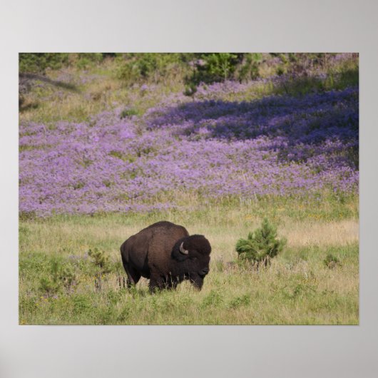 VS, Zuid Dakota, Amerikaans bizon (Bison bison) Poster (Voorkant)
