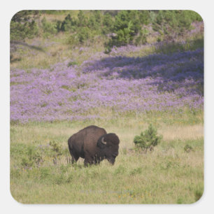 VS, Zuid Dakota, Amerikaans bizon (Bison bison) Vierkante Sticker