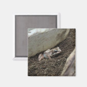 Vuile Kikker Magneet (Voorkant / Achterkant)