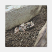 Vuile Kikker Magneet (Voorkant)