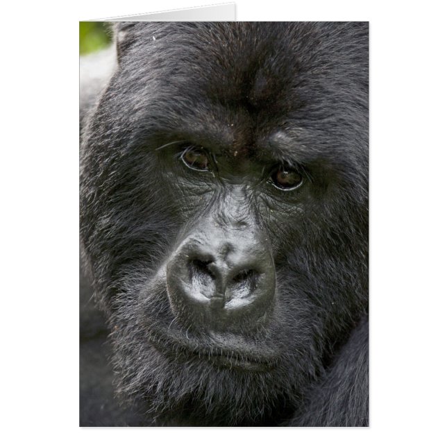 Vulkanen NP, Rwanda, berggorilla's, (Voorkant)