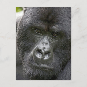 Vulkanen NP, Rwanda, berggorilla's, Briefkaart