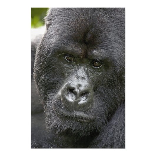 Vulkanen NP, Rwanda, berggorilla's, Foto Afdruk (Voorkant)