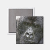 Vulkanen NP, Rwanda, berggorilla's, Magneet (Voorkant / Achterkant)