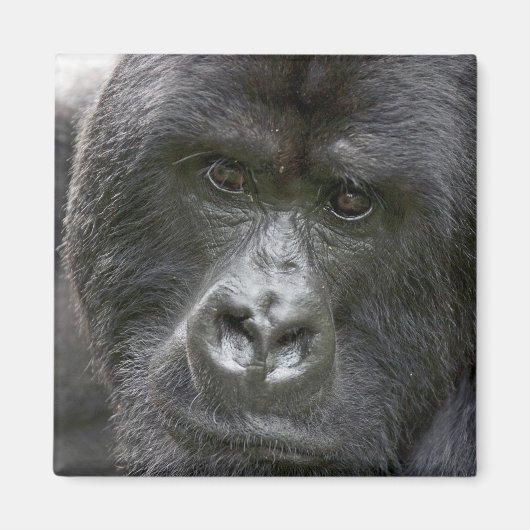 Vulkanen NP, Rwanda, berggorilla's, Magneet (Voorkant)