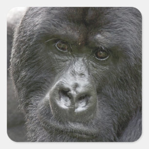 Vulkanen NP, Rwanda, berggorilla's, Vierkante Sticker