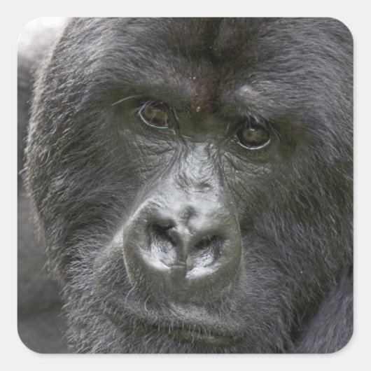 Vulkanen NP, Rwanda, berggorilla's, Vierkante Sticker (Voorkant)