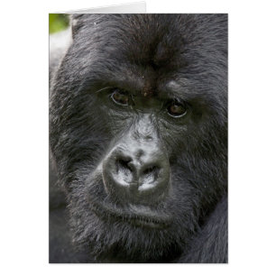 Vulkano's NP, Rwanda, Mountain Gorillas