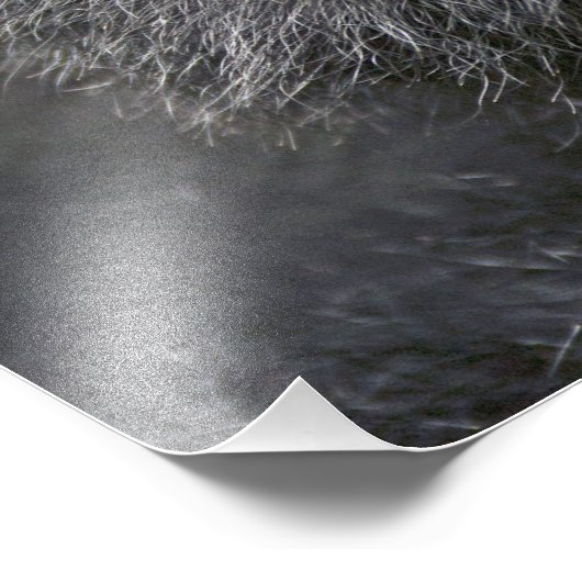 Vulkano's NP, Rwanda, Mountain Gorillas Foto Afdruk (Hoek)