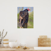 Vulpen van Turkije op de romp Poster (Keuken)