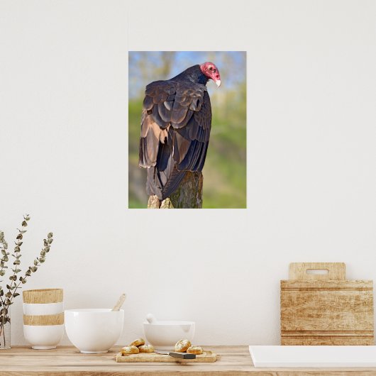 Vulpen van Turkije op de romp Poster (Keuken)