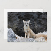 Vulpes corsac briefkaart (Voorkant / Achterkant)