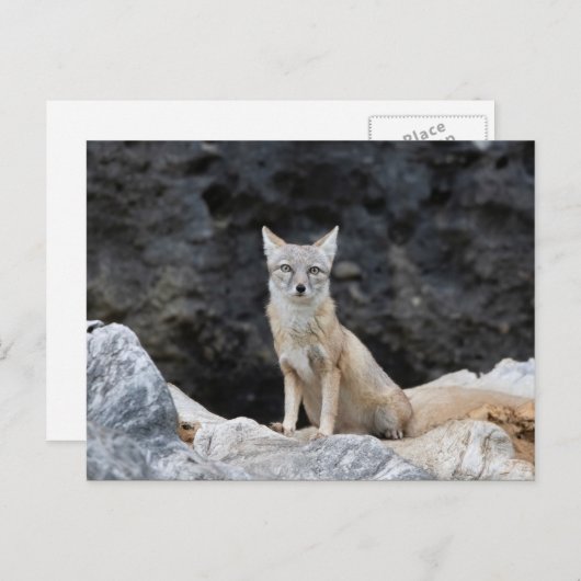 Vulpes corsac briefkaart (Voorkant / Achterkant)