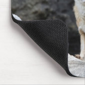 Vulpes corsac muismat (Hoek)