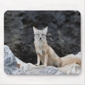 Vulpes corsac muismat (Voorkant)