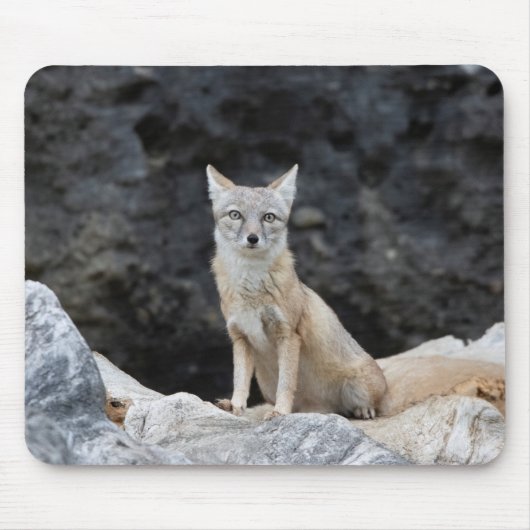 Vulpes corsac muismat (Voorkant)