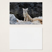 Vulpes corsac visitekaartje (Voorkant /achterkant)