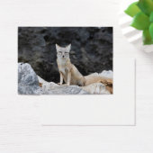 Vulpes corsac visitekaartje (Bureau)