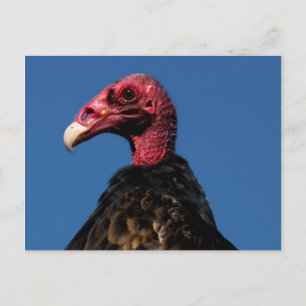 Vulprofiel Briefkaart