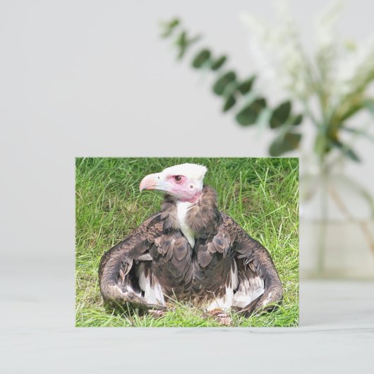 VULTURE BIRD VAN PREY BRIEFKAART (Staand voorkant)
