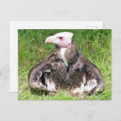 VULTURE BIRD VAN PREY BRIEFKAART (Voorkant / Achterkant)
