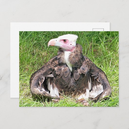VULTURE BIRD VAN PREY BRIEFKAART (Voorkant / Achterkant)