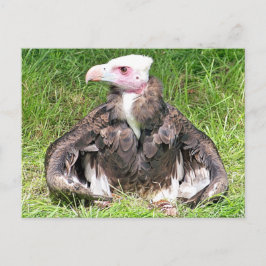 VULTURE BIRD VAN PREY BRIEFKAART