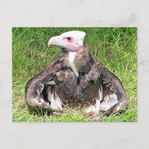 VULTURE BIRD VAN PREY BRIEFKAART