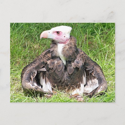 VULTURE BIRD VAN PREY BRIEFKAART (Voorkant)