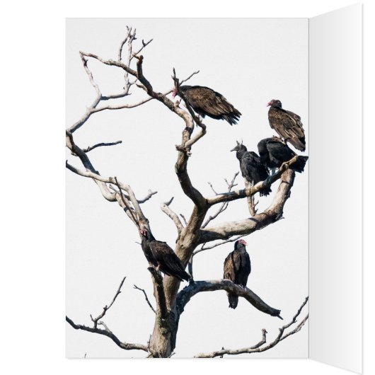 Vulture Family Tree (Binnen (Links))